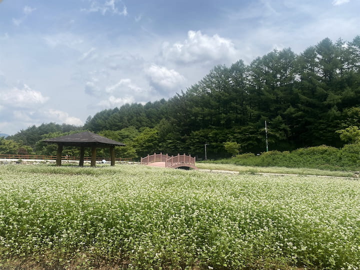 하늘공원에 넓게 펼쳐진 흰 메밀꽃밭